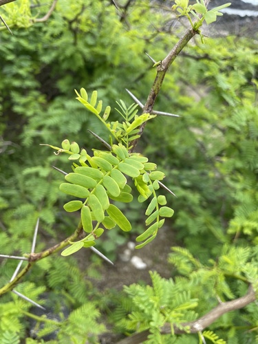 Prosopis juliflora observed 2026-03-16