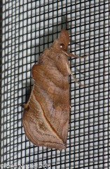 Calyptra canadensis