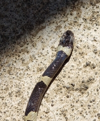 Leptodeira nigrofasciata
