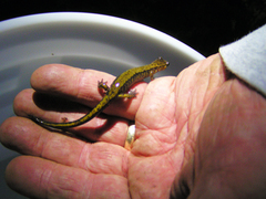 Plethodon dunni