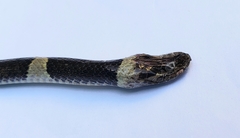 Leptodeira nigrofasciata