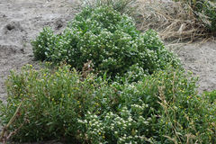 Lepidium crassum