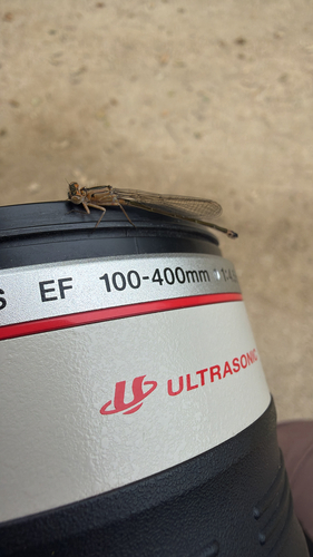 iNaturalist observation photo of Pacific Forktail