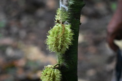 Carpotroche longifolia