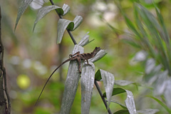 Anolis scypheus