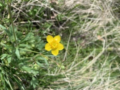 Ranunculus alismifolius