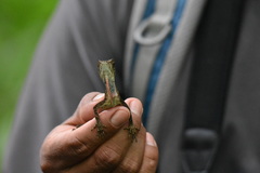 Anolis scypheus