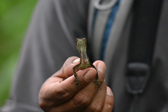 Anolis scypheus