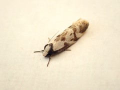 Palimmeces variegata