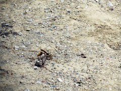 Delta pyriforme pyriforme