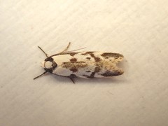 Palimmeces variegata