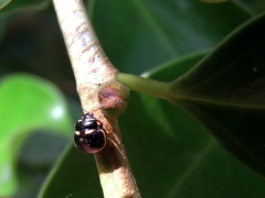 Coptosoma variegatum
