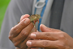 Anolis scypheus