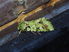 Diphtherocome pulchra