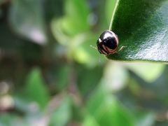 Coptosoma variegatum