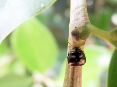 Coptosoma variegatum