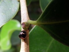 Coptosoma variegatum