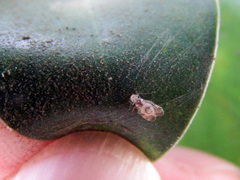 Caeciliusidae