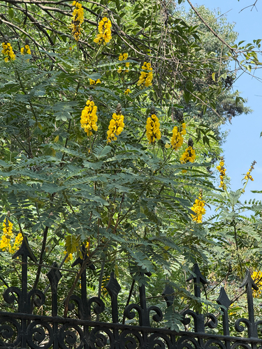 African Senna (Senna didymobotrya)