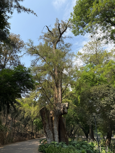 Montezuma cypress (Taxodium mucronatum)