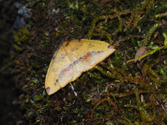 Heterolocha
