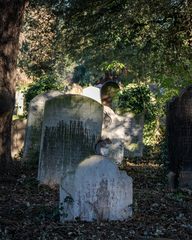 Sciurus carolinensis