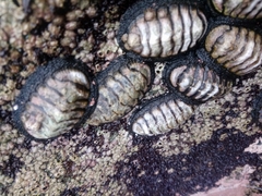 Chiton granosus