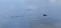 Phocoena phocoena vomerina