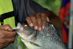 Speckled Piranha photo 4
