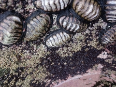 Chiton granosus