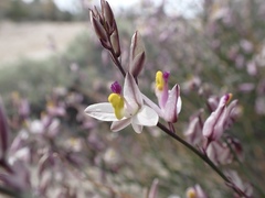 Rhinotropis desertorum