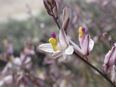 Rhinotropis desertorum