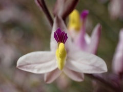 Rhinotropis desertorum