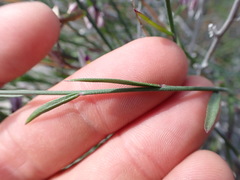 Rhinotropis desertorum