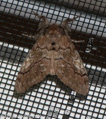 Dasychira vagans