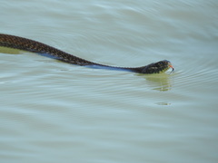 Thamnophis eques obscurus