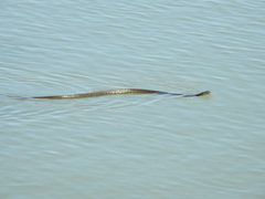 Thamnophis eques obscurus