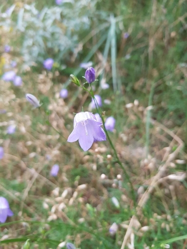 Common Harebell (Campanula rotundifolia)