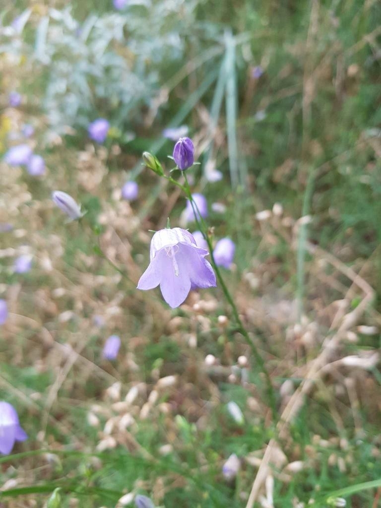 Common Harebell (Campanula rotundifolia)