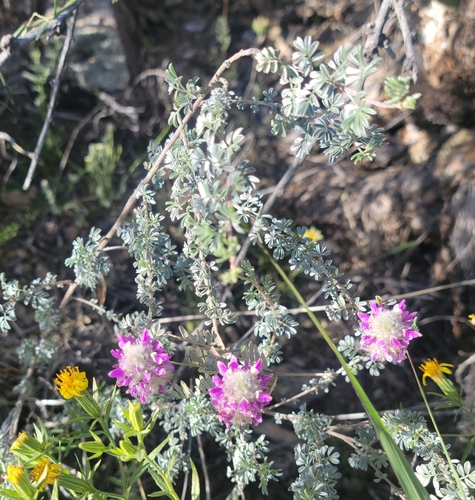 Santa Catalina prairie clover (Dalea pulchra)