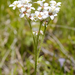 Suksdorfia ranunculifolia - Photo (c) Thayne Tuason, μερικά δικαιώματα διατηρούνται (CC BY-NC)
