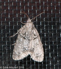 Acronicta retardata