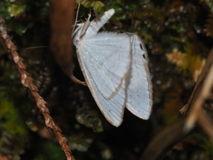 Micronidia intermedia