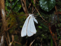 Micronidia intermedia