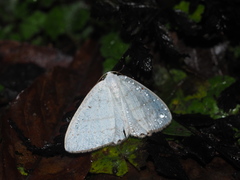 Micronidia intermedia