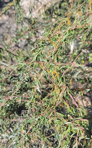 Arizona swallow-wort (Metastelma arizonicum)