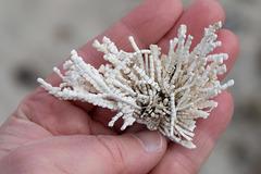 Calliarthron tuberculosum