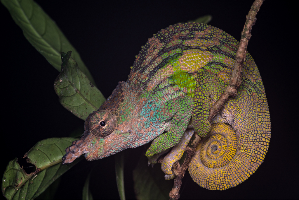 Taita Blade-Horned Chameleon