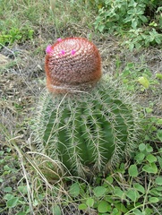 Melocactus intortus
