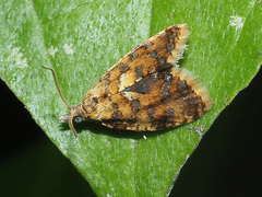 Pseudargyrotoza conwagana